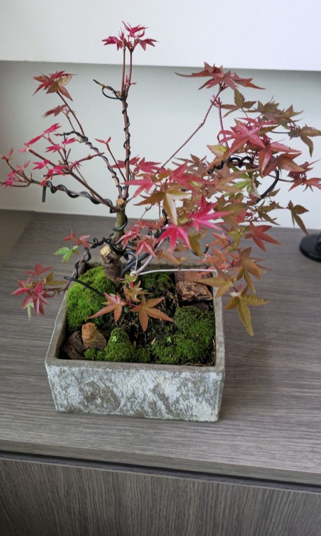 Maple red (Category: Plants & Seeds) located in Singapore. Submitted by tendgarden (Listing ID 1450116773, Image 2). Description: You may collect the plant at 322B Tengah Drive, or I can arrange delivery to your home. Delivery fees range from $6–$20 per trip, depending on the distance. I will share my plant care tips with you when you receive the plant (fertilizer, watering, etc.). If you would like to see more photos of the plant, please feel fr