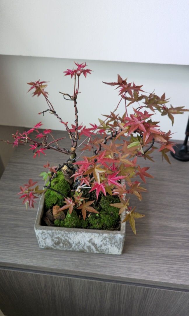 Maple red (Category: Plants & Seeds) located in Singapore. Submitted by tendgarden (Listing ID 1450116773, Image 1). Description: You may collect the plant at 322B Tengah Drive, or I can arrange delivery to your home. Delivery fees range from $6–$20 per trip, depending on the distance. I will share my plant care tips with you when you receive the plant (fertilizer, watering, etc.). If you would like to see more photos of the plant, please feel fr