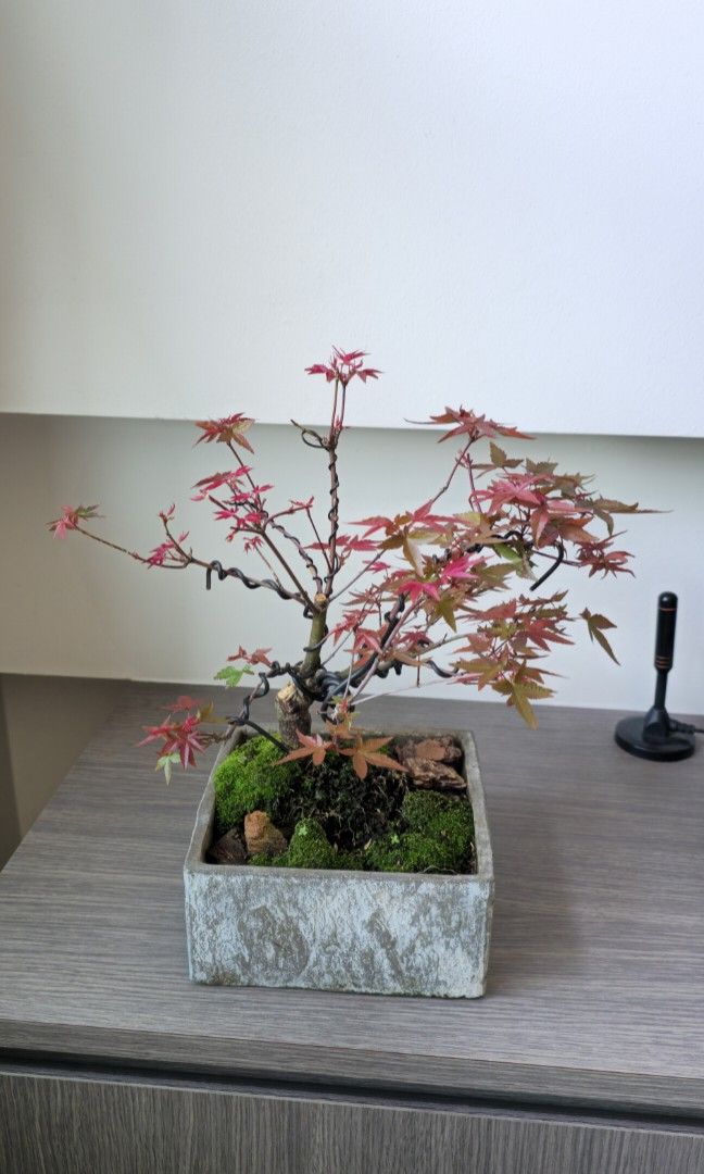 Maple red (Category: Plants & Seeds) located in Singapore. Submitted by tendgarden (Listing ID 1450116773, Image 3). Description: You may collect the plant at 322B Tengah Drive, or I can arrange delivery to your home. Delivery fees range from $6–$20 per trip, depending on the distance. I will share my plant care tips with you when you receive the plant (fertilizer, watering, etc.). If you would like to see more photos of the plant, please feel fr