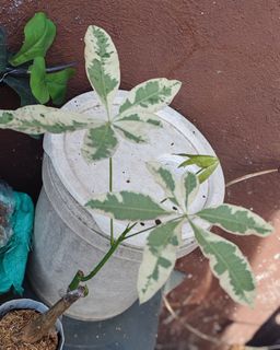 (Category: ) located in . Submitted by plantcorner (Listing ID 1450022577, Image 1). Description: .