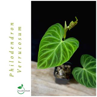 (Category: ) located in . Submitted by plantsman.sg (Listing ID 1449991065, Image 1). Description: .
