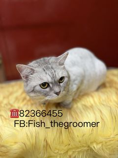 (Category: ) located in . Submitted by fish_thegroomer (Listing ID 1449980822, Image 1). Description: .