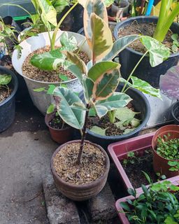 (Category: ) located in . Submitted by plantcorner (Listing ID 1450022411, Image 1). Description: .