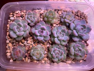 (Category: ) located in . Submitted by qq_garden (Listing ID 1450078608, Image 1). Description: .