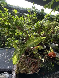 (Category: ) located in . Submitted by ferretingflorist (Listing ID 1450047496, Image 1). Description: .