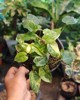 (Category: ) located in . Submitted by plantcorner (Listing ID 1450023283, Image 1). Description: .