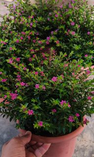 (Category: ) located in . Submitted by jtflorist (Listing ID 1298069783, Image 1). Description: .