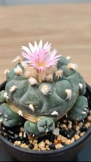 (Category: ) located in . Submitted by desertbalcony (Listing ID 1450235629, Image 1). Description: .