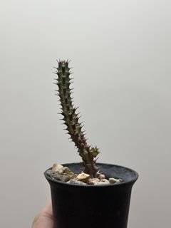（分類：）位於 。 由 jimziklab 提交（商品編號 1450217377，圖片 1）。簡介： 。