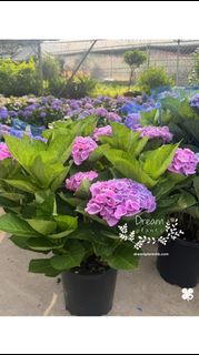 （分類：）位於 。 由 dreamplants 提交（商品編號 1450266360，圖片 1）。簡介： 。