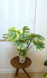 （分類：）位於 。 由 calvinplants 提交（商品編號 1450159181，圖片 1）。簡介： 。