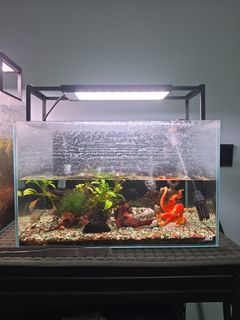 (Category: ) located in . Submitted by muhdnizamo (Listing ID 1450268769, Image 1). Description: .