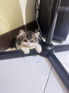 (Kategori: ) berada di . Dikirim oleh lidyaagnant (ID iklan 1450295353, Gambar 1). Deskripsi: .