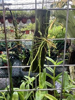 (Category: ) located in . Submitted by greenfingerssg (Listing ID 1450280764, Image 1). Description: .