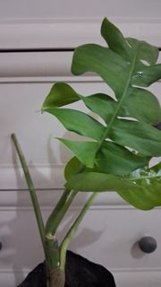 (Category: ) located in . Submitted by 2nd_bloom (Listing ID 1450261548, Image 1). Description: .