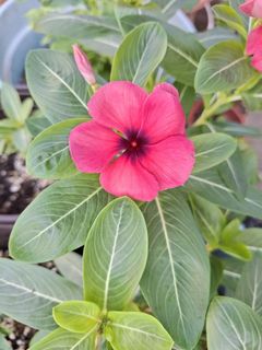 (Category: ) located in . Submitted by kew_plants_n_stuff (Listing ID 1450143106, Image 1). Description: .