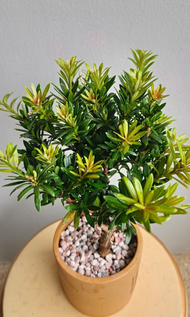 Red Pine (Category: Plants & Seeds) located in Singapore. Submitted by hongmeiliu06 (Listing ID 1450168309, Image 2). Description: .
