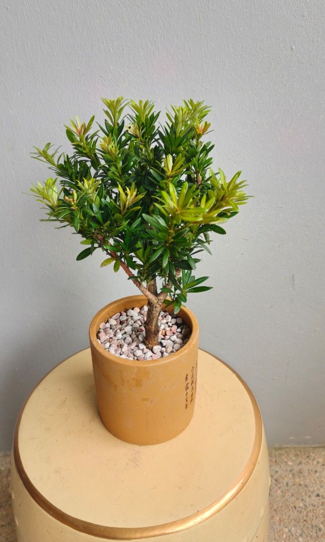 Red Pine (Category: Plants & Seeds) located in Singapore. Submitted by hongmeiliu06 (Listing ID 1450168309, Image 3). Description: .
