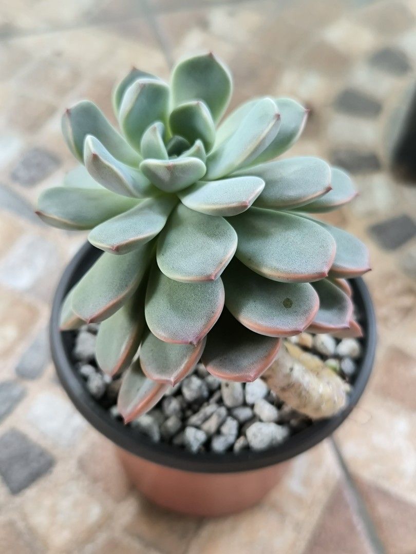 Succulents(Low land thriving plants) (Category: Plants & Seeds) located in Muntinlupa City. Submitted by fnovelties (Listing ID 1450254711, Image 3). Description: - 50php each - Beautiful succulent - Healthy and well-rooted - Comes in a simple pot with drainage - Ideal for beginners and collectors - Easy to care for - Prefers bright sunlight - water when soil is dry.