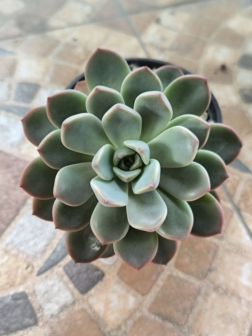Succulents(Low land thriving plants) (Category: Plants & Seeds) located in Muntinlupa City. Submitted by fnovelties (Listing ID 1450254711, Image 2). Description: - 50php each - Beautiful succulent - Healthy and well-rooted - Comes in a simple pot with drainage - Ideal for beginners and collectors - Easy to care for - Prefers bright sunlight - water when soil is dry.