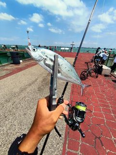 (Category: ) located in . Submitted by jcfishes (Listing ID 1450171950, Image 1). Description: .