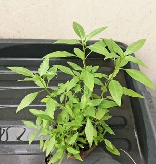 (Category: ) located in . Submitted by thkchen (Listing ID 1445629616, Image 1). Description: .