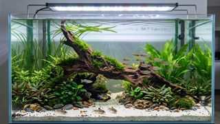 (Category: ) located in . Submitted by elmohi5 (Listing ID 1450421340, Image 1). Description: .