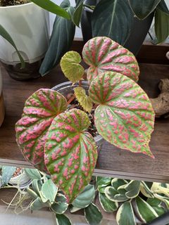 (Category: ) located in . Submitted by jubilantplants (Listing ID 1450410204, Image 1). Description: .