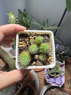 (Category: ) located in . Submitted by helloplants123 (Listing ID 1450453598, Image 1). Description: .