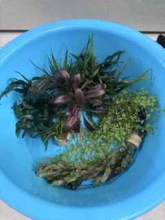 (Category: ) located in . Submitted by tohqy (Listing ID 1450389511, Image 1). Description: .