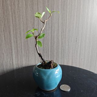 (Category: ) located in . Submitted by sgbonsai (Listing ID 1450393219, Image 1). Description: .
