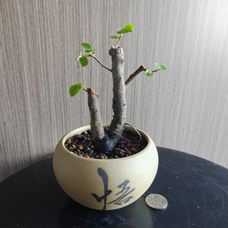 (Category: ) located in . Submitted by sgbonsai (Listing ID 1450395750, Image 1). Description: .