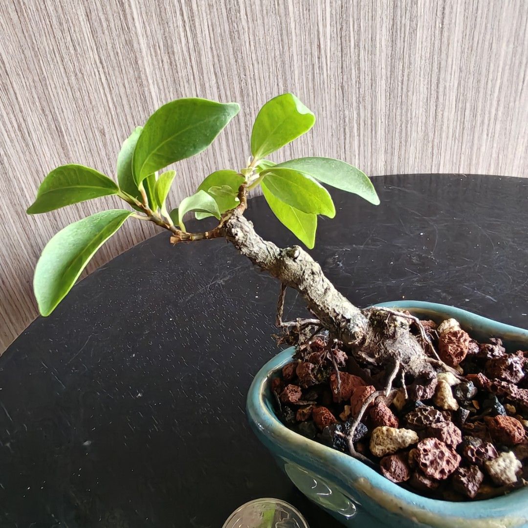 Ficus bonsai (Category: Plants & Seeds) located in Singapore. Submitted by sgbonsai (Listing ID 1450403274, Image 2). Description: Self-collection at: Block 233, Bukit Batok East Avenue 5 (Postal Code: 650233). Directions from Bukit Batok MRT: 1. Walk 1 min to Bukit Batok Bus Interchange. 2. Take Bus 61, 77, 106, 852, or 990 (just 1 stop). 3. Walk 1 min from the bus stop to Block 233. Alternative: You may arrange your own courier pickup..