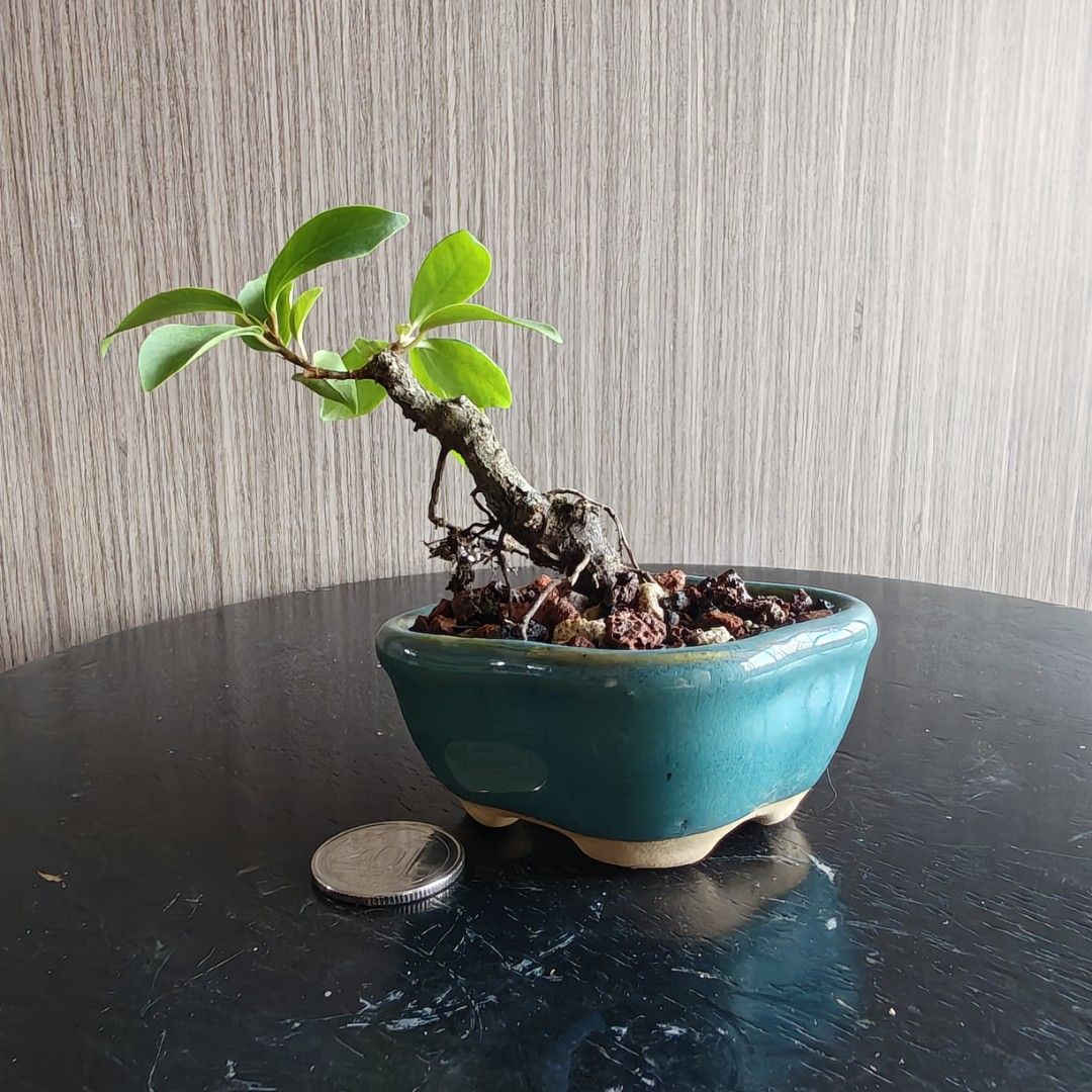 Ficus bonsai (Category: Plants & Seeds) located in Singapore. Submitted by sgbonsai (Listing ID 1450403274, Image 1). Description: Self-collection at: Block 233, Bukit Batok East Avenue 5 (Postal Code: 650233). Directions from Bukit Batok MRT: 1. Walk 1 min to Bukit Batok Bus Interchange. 2. Take Bus 61, 77, 106, 852, or 990 (just 1 stop). 3. Walk 1 min from the bus stop to Block 233. Alternative: You may arrange your own courier pickup..