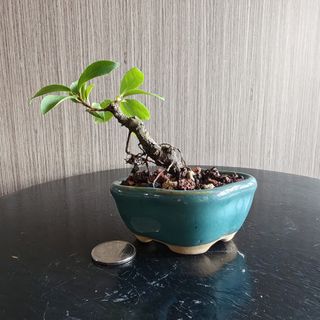 (Category: ) located in . Submitted by sgbonsai (Listing ID 1450403274, Image 1). Description: .
