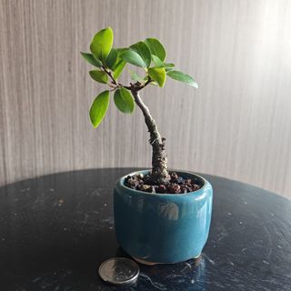 (Category: ) located in . Submitted by sgbonsai (Listing ID 1450410111, Image 1). Description: .