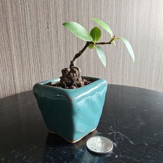 (Category: ) located in . Submitted by sgbonsai (Listing ID 1450410310, Image 1). Description: .