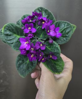 (Category: ) located in . Submitted by urban.cultivar (Listing ID 52991591, Image 1). Description: .