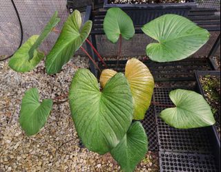 (Category: ) located in . Submitted by plantsnp (Listing ID 1449491210, Image 1). Description: .
