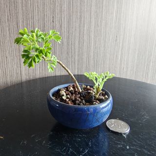 (Category: ) located in . Submitted by sgbonsai (Listing ID 1450402122, Image 1). Description: .
