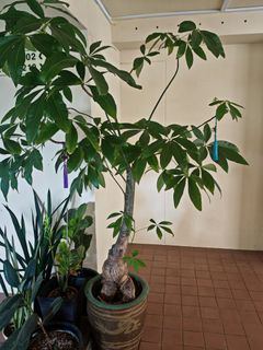 (Category: ) located in . Submitted by gardenavenue4 (Listing ID 1450396738, Image 1). Description: .