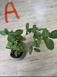 (Category: ) located in . Submitted by active_gardening (Listing ID 1450347964, Image 1). Description: .