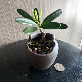 (Category: ) located in . Submitted by sgbonsai (Listing ID 1450393649, Image 1). Description: .