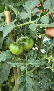 (Category: ) located in . Submitted by urban.cultivar (Listing ID 1450433939, Image 1). Description: .