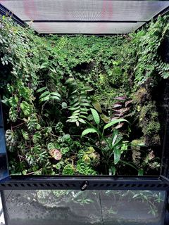 (Category: ) located in . Submitted by nativeforest9 (Listing ID 1450408804, Image 1). Description: .