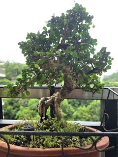 （分類：）位於 。 由 living_art 提交（商品編號 1450490727，圖片 1）。簡介： 。