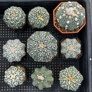 (Category: ) located in . Submitted by aster_garden (Listing ID 1450646823, Image 1). Description: .