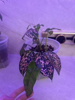 (Category: ) located in . Submitted by plantswap (Listing ID 1450599774, Image 1). Description: .