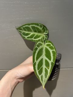 （分類：）位於 。 由 nairem_plants 提交（商品編號 1450637099，圖片 1）。簡介： 。