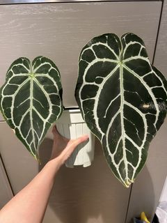 （分類：）位於 。 由 nairem_plants 提交（商品編號 1450638818，圖片 1）。簡介： 。